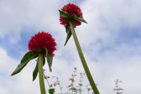 Ȣ 15-5m P1010086-2-c