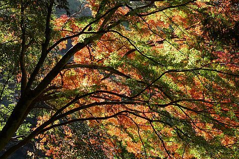 Colored Leaves 2010 2-5m P1010326-2-c
