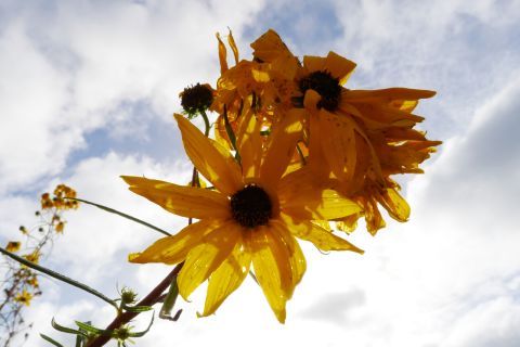 Ȣ 15-3m P1010130-2-c