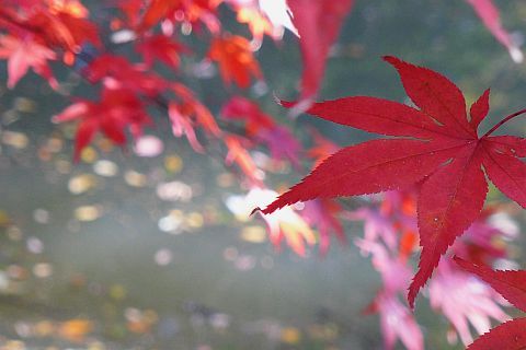 Colored Leaves 2010 1-2m P1010381-2-c