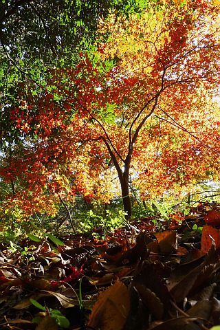 Colored Leaves 2010 1-1m P1010369-2-c