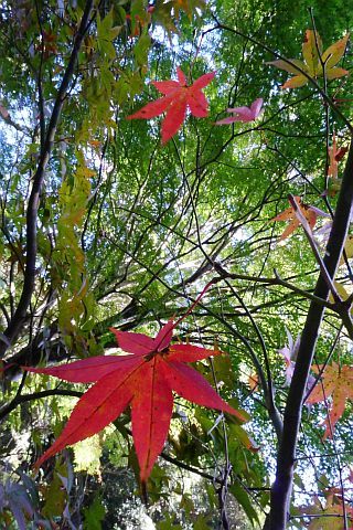 Colored Leaves 2010 2-4m P1010323-2-c