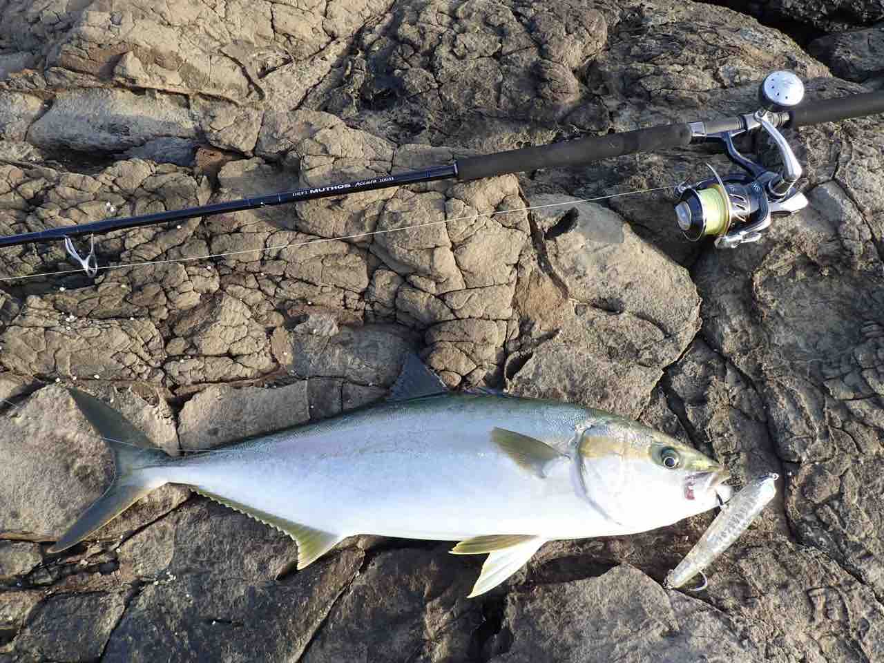 朝ヒラマサ 夕方は 釣れない言い訳 朝ヒラマサ 夕方は 釣れない言い訳
