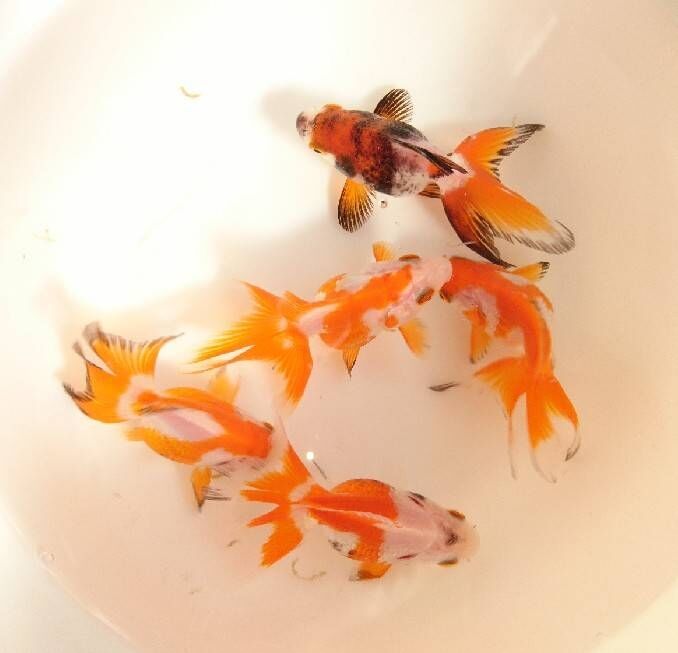 三色 更紗琉金 T Y アクアいろブログ