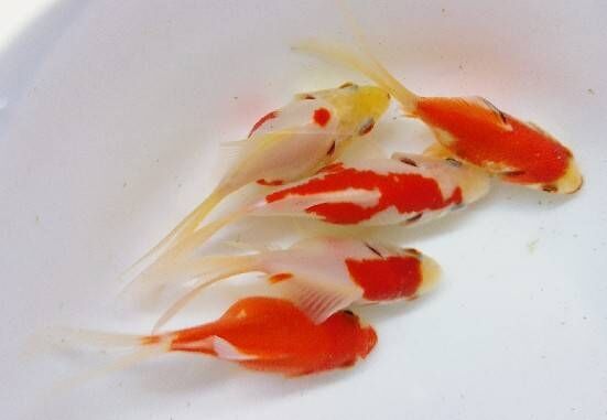 山古志産系統 玉サバ 尾長 T Y アクアいろブログ