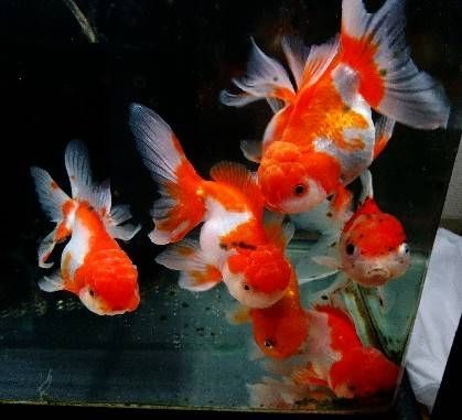 ヒメタニシ T Y アクアいろブログ