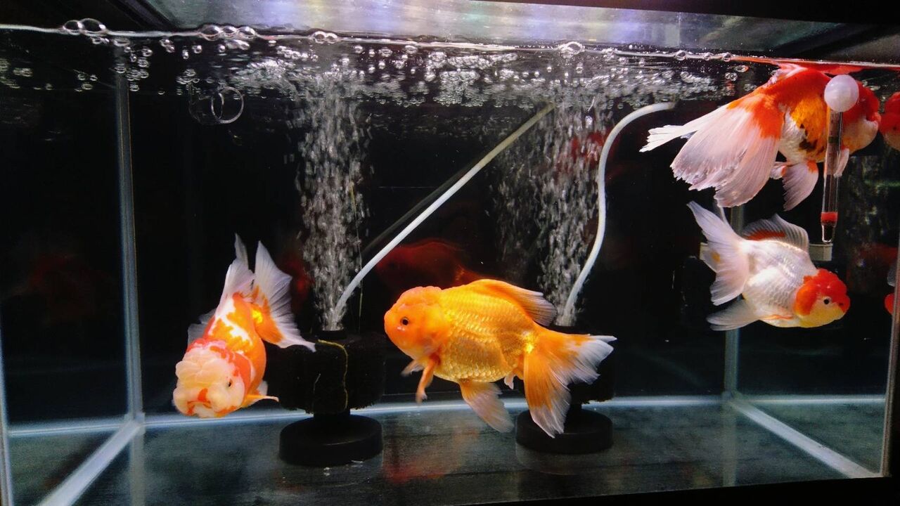 疑い者 がんばり続ける 到着 オランダ 水槽 フィードバック 読みやすさ 深く 疑い者 がんばり続ける 到着 オランダ 水槽 フィードバック 読みやすさ 深く