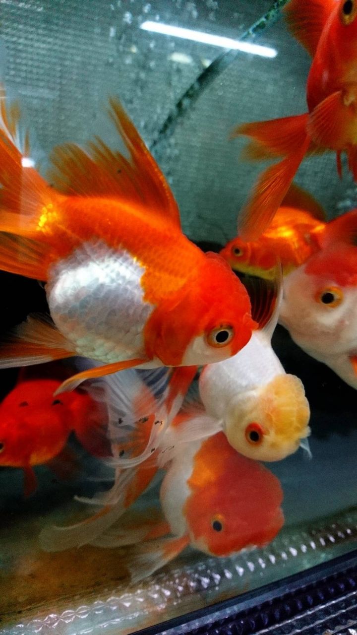 ホテイソウ T Y アクアいろブログ