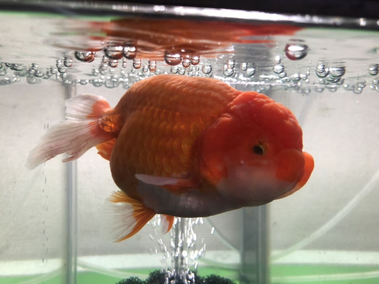 らんちゅう ライオンヘッド T Y アクアいろブログ