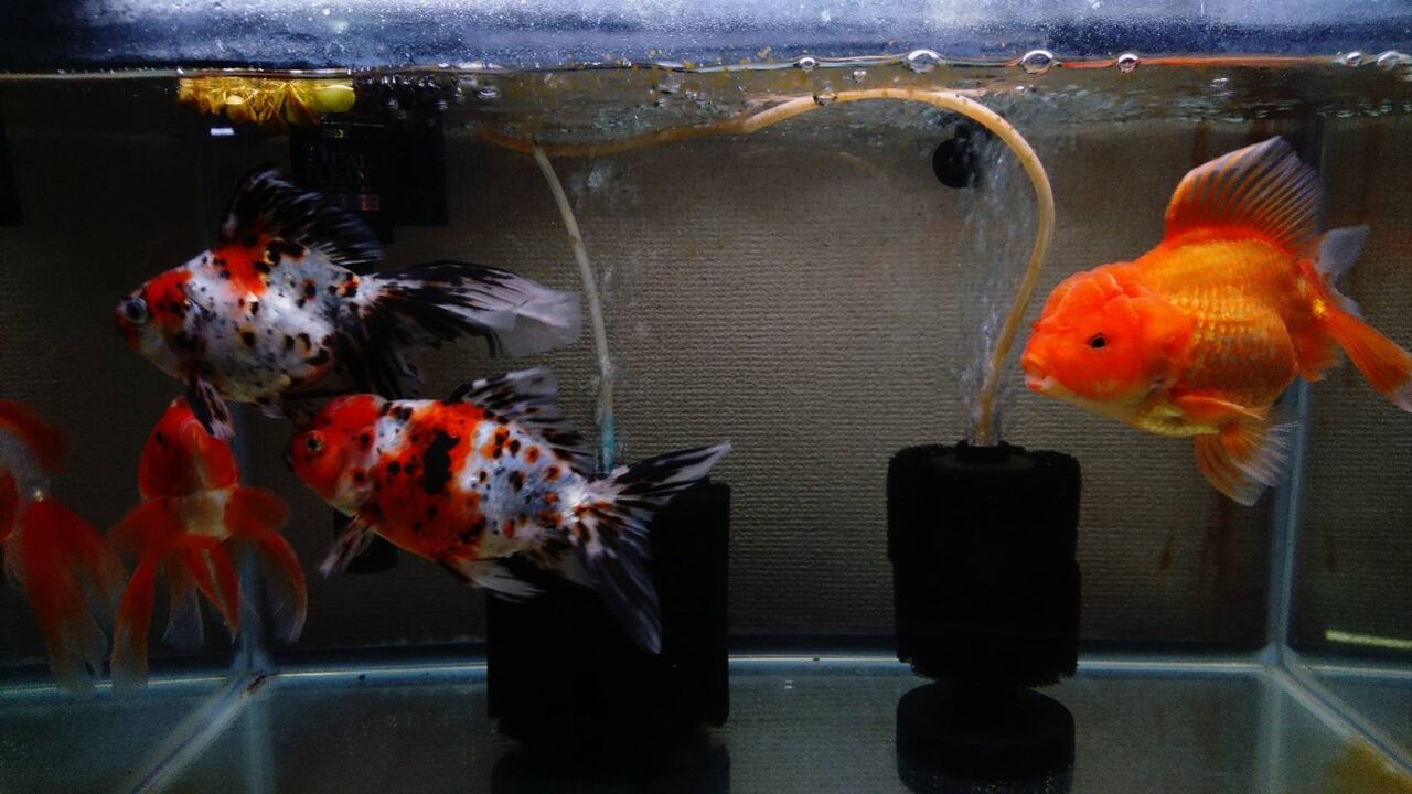 リビング水槽 T Y アクアいろブログ