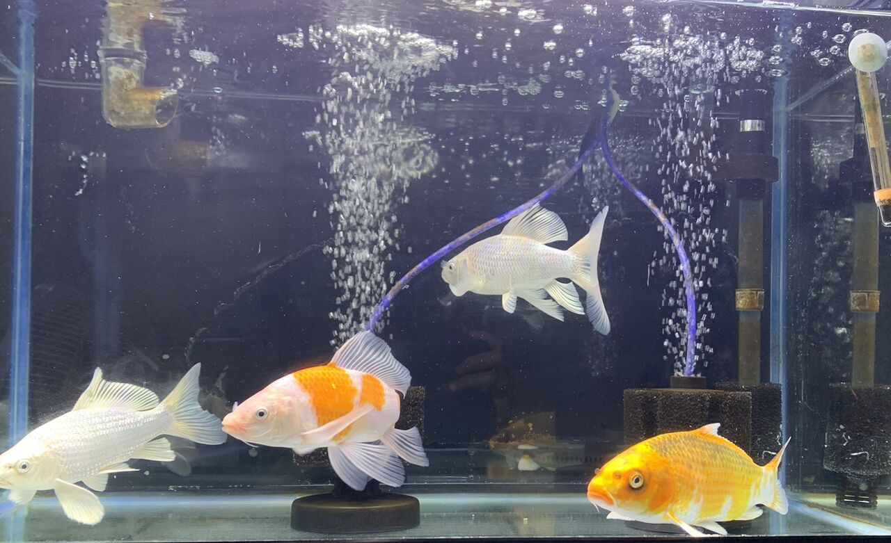 水槽で観賞する錦鯉 T Y アクアいろブログ