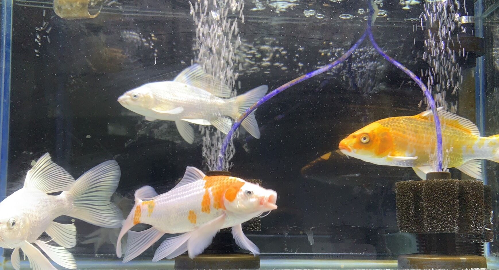 水槽で観賞する錦鯉 T Y アクアいろブログ