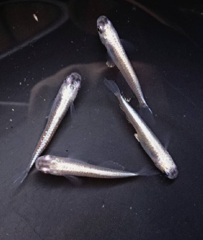 背ヒレ無し幹之 流星 T Y アクアいろブログ