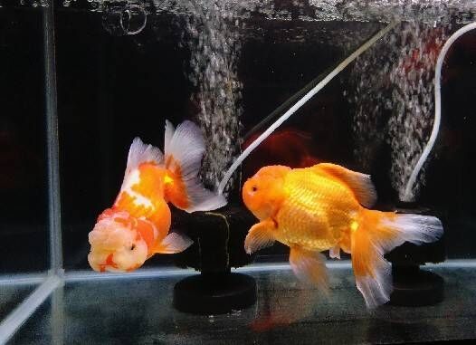 オランダ獅子頭水槽 T Y アクアいろブログ