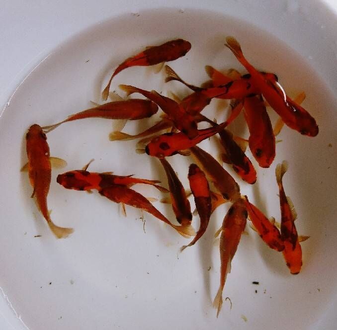 黒墨系和金 激渋 T Y アクアいろブログ