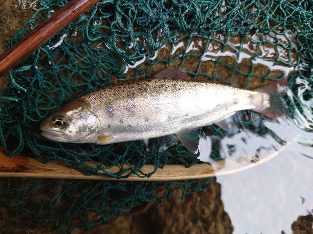 五目釣りと渓流釣りに注目の4ft代ショートサイズロッド・スコーピオン