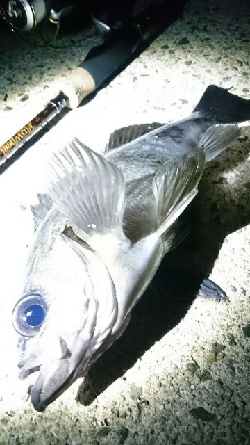 ソアレCI4+500SとソアレアジングS408UL-Sの極細タックルと普通の