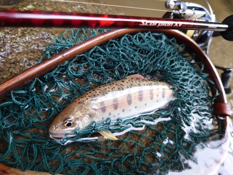 スコーピオンXV 16148484_0.jpg