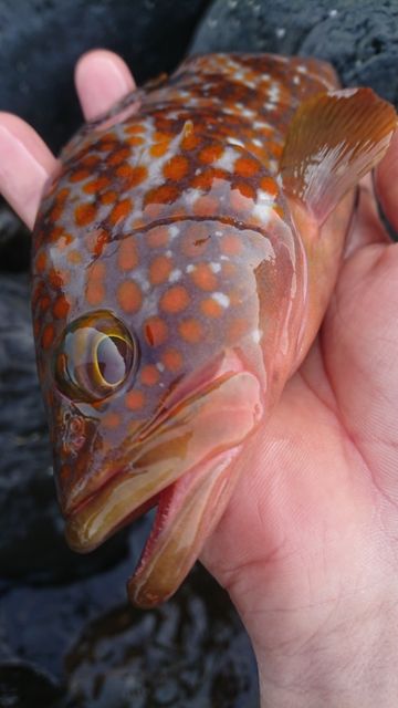 夏がキターーーー キジハタのこと ルアーフィッシングジャーナル