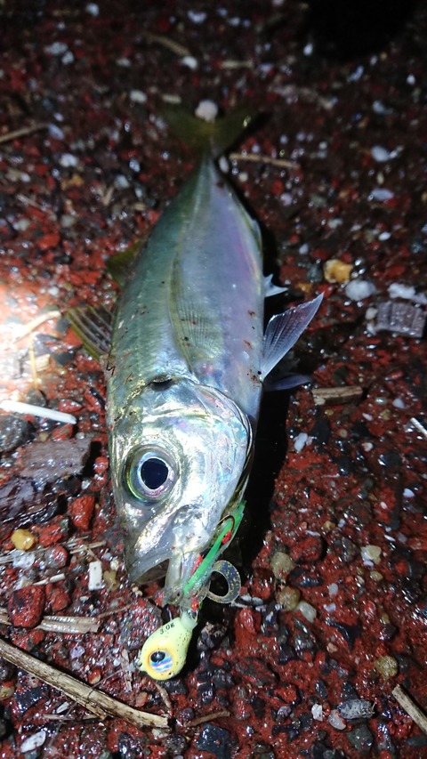 アジのから揚げが食べたいので アジング兵器の魚子ラバで頑張ってみた ルアーフィッシングジャーナル