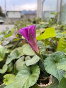 BA0411F3-CBF2-4453-B762-0F60F2D1AC22