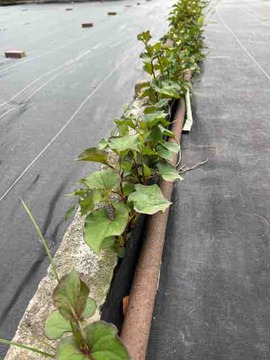 4CF23B55-5116-4494-BC67-782C65B98DE0