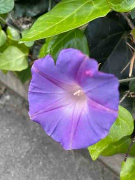 A98958B4-6696-4783-93A5-CBC9F9E543EF