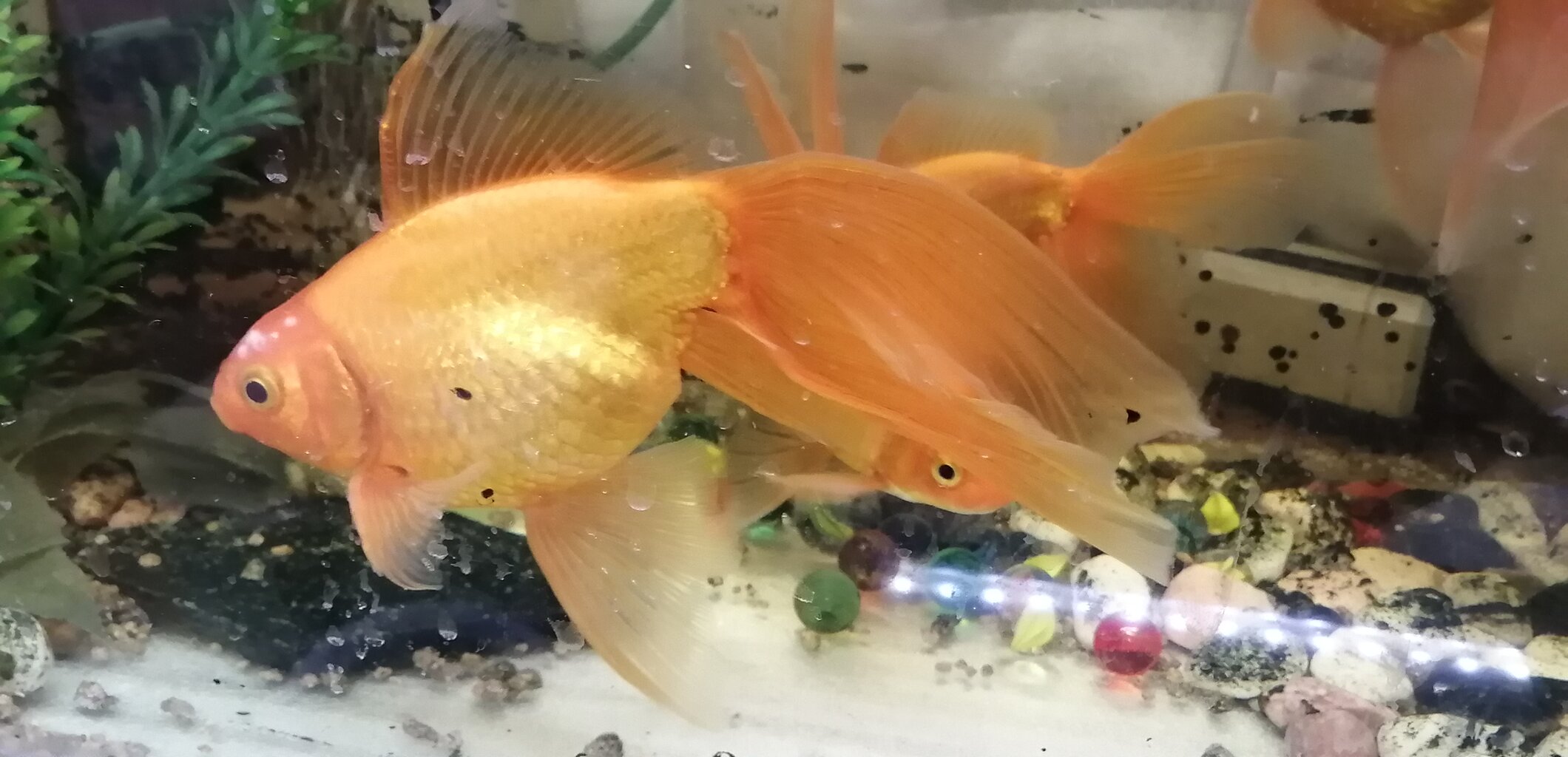 出目金のその後と新種 の琉金ｗ ちゃりんこおじさんのブログ