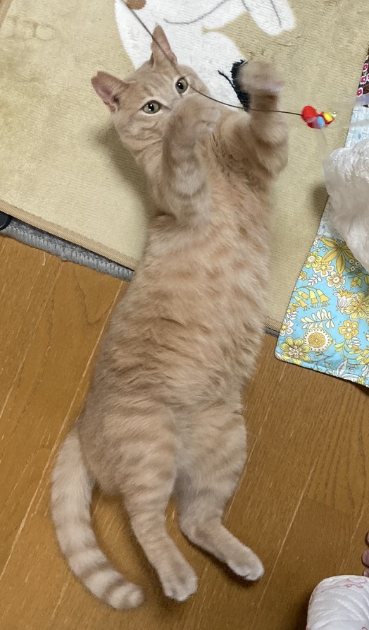 はつ11
