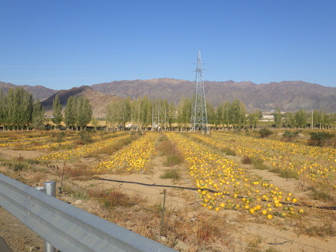 RIMG4626