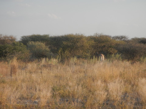 DSCN4707