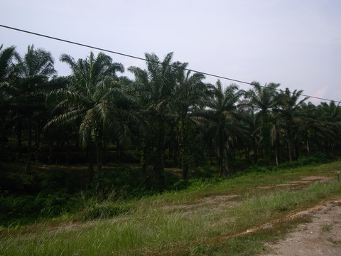 RIMG0017