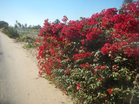 DSCN9707