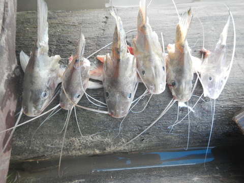 DSCN1625