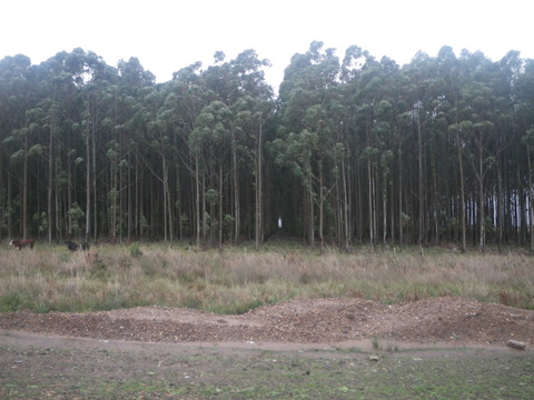 IMGP3316
