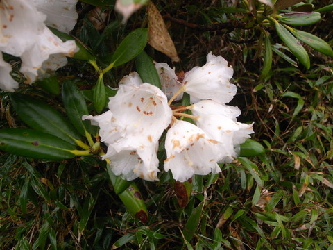 RIMG0080