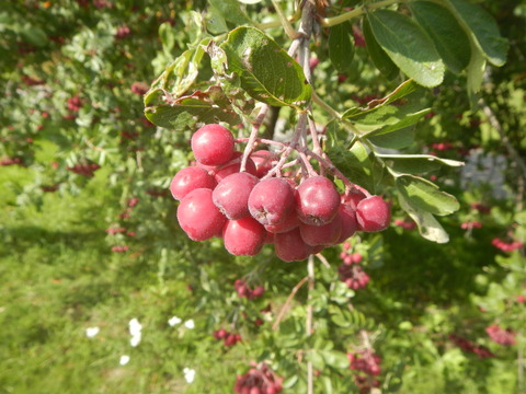DSCN7307