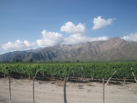 IMGP0118