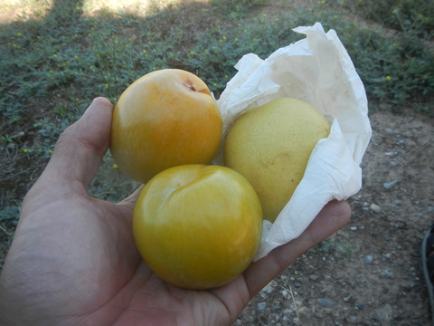 DSCN2587