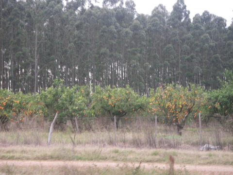IMGP3234