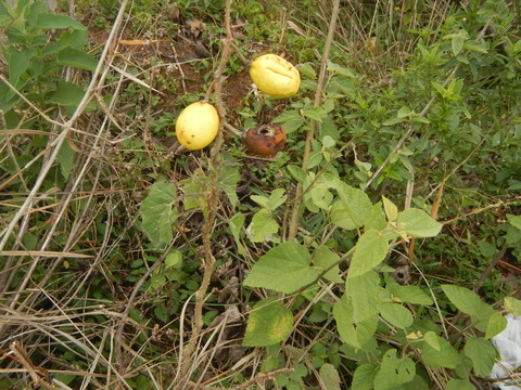 DSCN0371