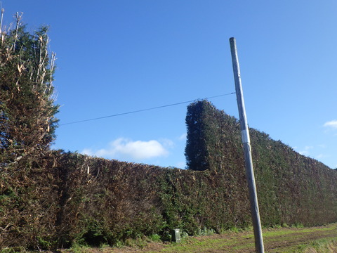 RIMG6818