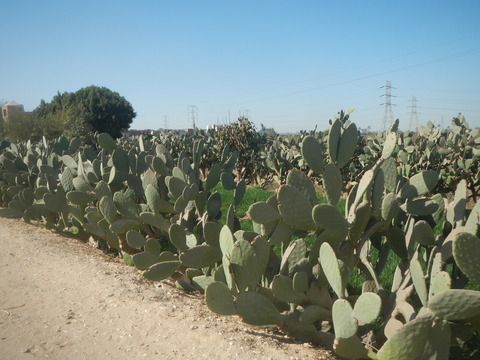 DSCN9619