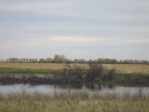 RIMG8953