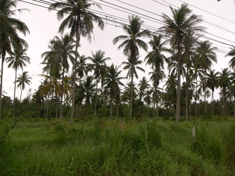 RIMG0065
