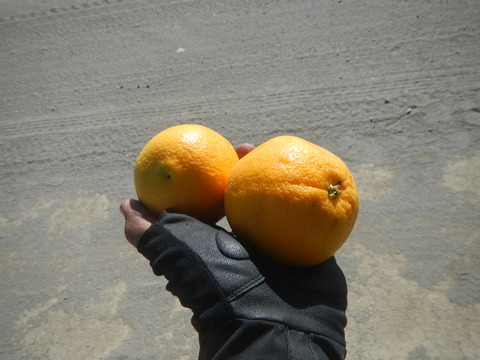 DSCN5587