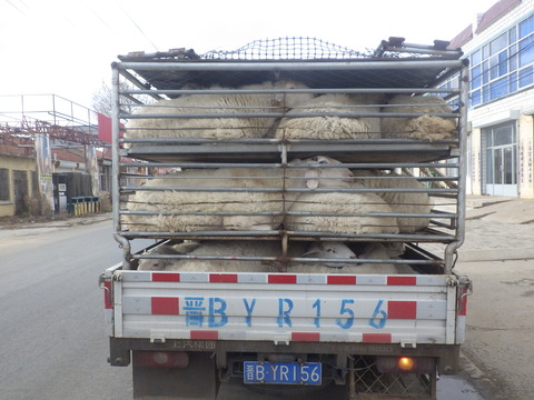 RIMG5543