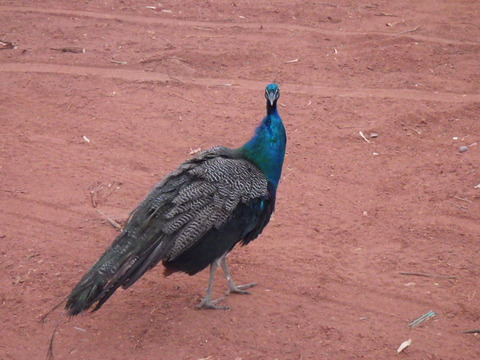 RIMG0838