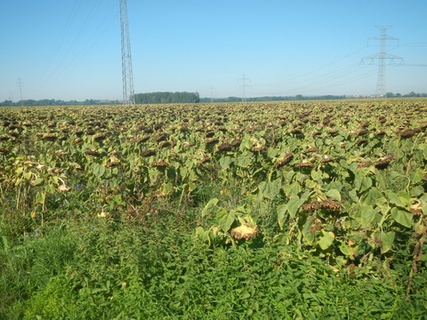 DSCN1938