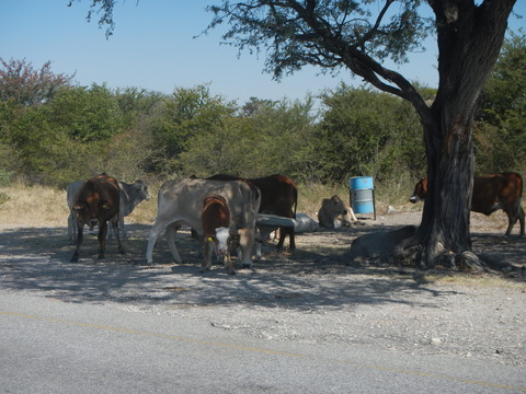 DSCN4659